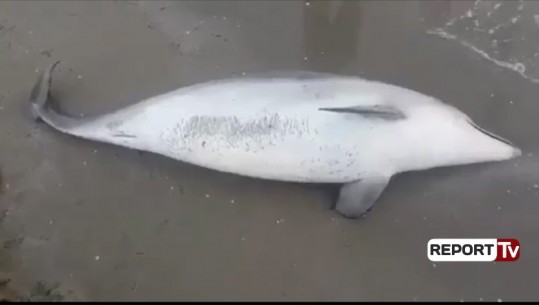Video/Gjendet delfini i ngordhur në bregdetin e Vlorës