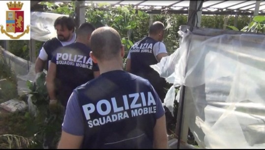 Zbulohet droga mes domateve në Itali, droni i filmon plantacionet nga ajri