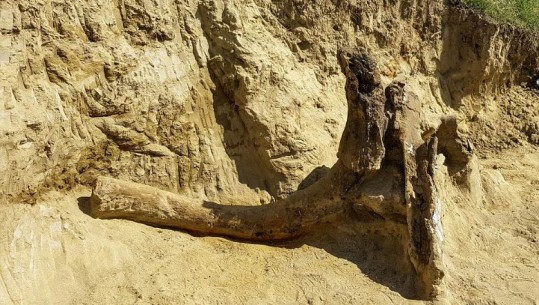 Zbulohet fosili 8 mln vjeçar në Maqedoni, shkencëtarët: Mendohet të jetë elefant prehistorik/FOTO