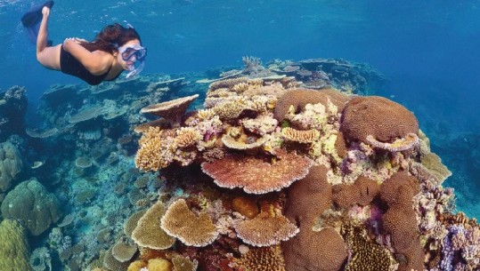 Australia investon 500 mln $ për të mbrojtur Barrierën e Madhe Koralore
