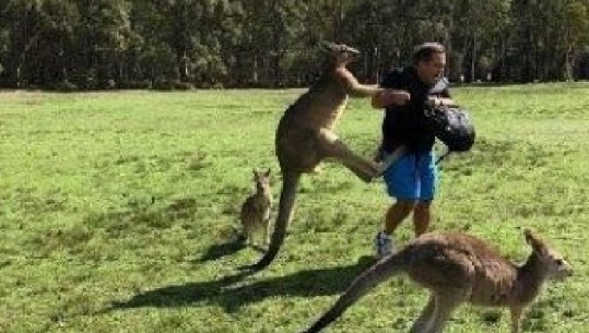 Australi, kangurët të varuar nga ushqimet, sulmojnë dhunshëm turistët