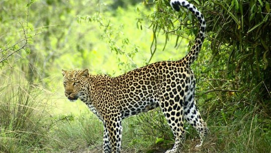 Ugandë, 3-vjeçari sulmohet nga leopardi