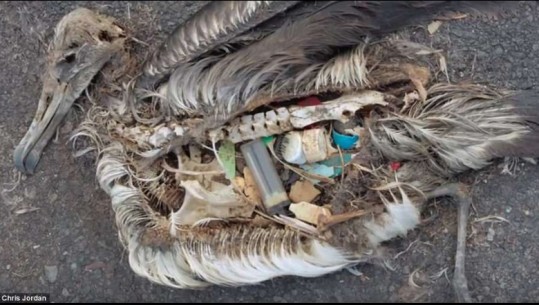 Niveli alarmues i ndotjes botërore në një foto/ Stomaku i albatrosit të ngordhur i mbushur me plastikë