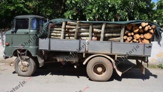 Prerja e pyjeve në Dibër/ Policia procedon dy persona dhe u sekuestron automjetet