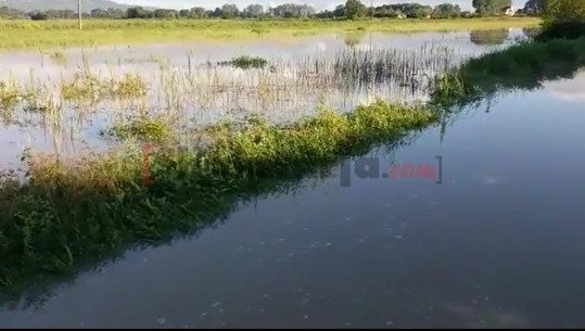 Reshjet gjatë natës, përmbyten 200 hektarë tokë në Murqinë të Krujës