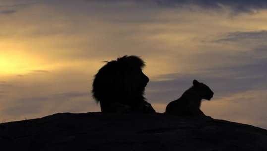 Luanët majë shkëmbit krijojnë skenën ikonike të Simbës/FOTO