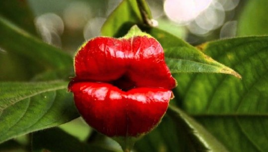 'Puthja e natyrës', lulja e buzëve njerëzore magjeps botën