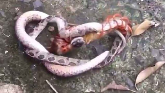 Video/ Beteja epike për jetë a vdekje, 100-këmbëshi gjigand përleshet me gjarpërin