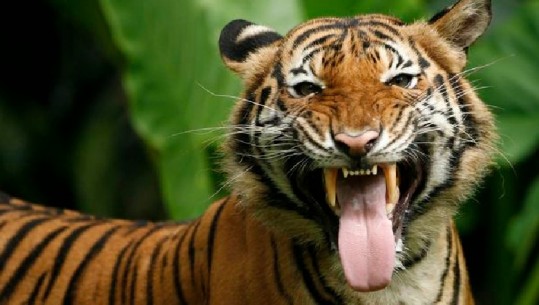 Alarm në Gjermani, arratisen nga kopshti zoologjik luani, tigri dhe jaguari 