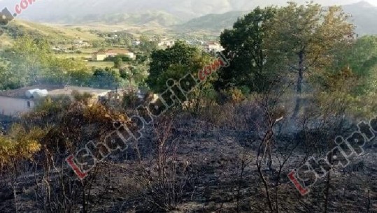 Zjarri shkrumbon 5 ha kullota dhe 130 rrënjë ullinj në Sarandë, shkak shkëputja e kabullit elektrik