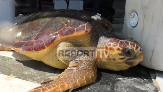 Vlorë, gjendet breshka e rrallë në brigjet e Orikumit/VIDEO