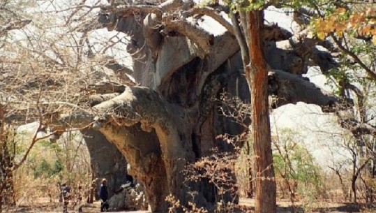 Shkencëtarët tronditen nga tharjet misterioze të pemëve të lashta në Afrikë