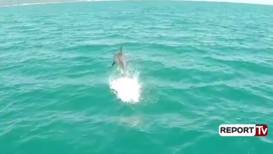 VIDEO/Delfini argëton turistët në Vlorë, shoqëron anijen deri në ishullin e Sazanit