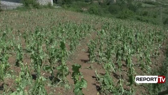 Breshëri në Elbasan dëmton kulturat bujqësore, fermerët: Jemi drejt falimentimit, të shpërblehemi me 50%