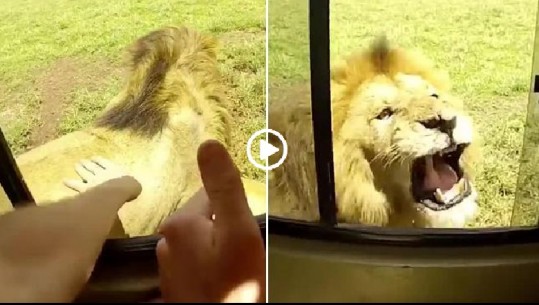 Turisti më budalla në botë, tentoi të përkëdhelë luanin, por ja si e pëson/ VIDEO