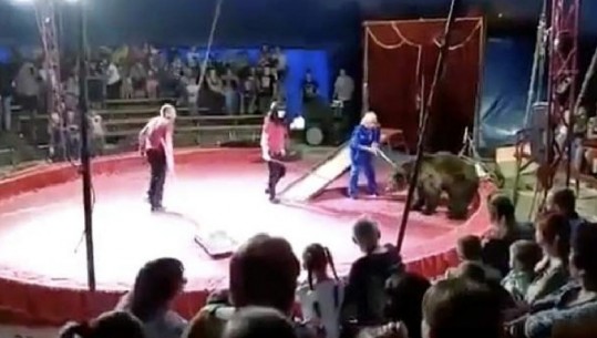 Tmerrohen spektatorët, ariu i murrmë sulmon kujdestarin gjatë shfaqjes në cirk/VIDEO