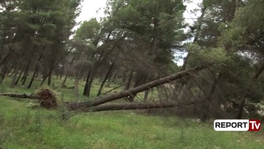 1700 rrënjë pishe dëmtohen nga reshjet e shiut në Krastë të Elbasanit