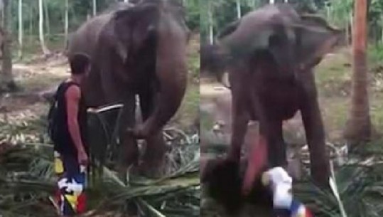 Video/ Turisti tenton të përkëdhelë elefantin, por ja çfarë i ndodh
