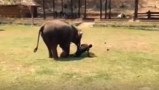 Stërvitësi i elefantit në ‘rrezik’, ja si i vjen në ndihmë kafsha/ Video
