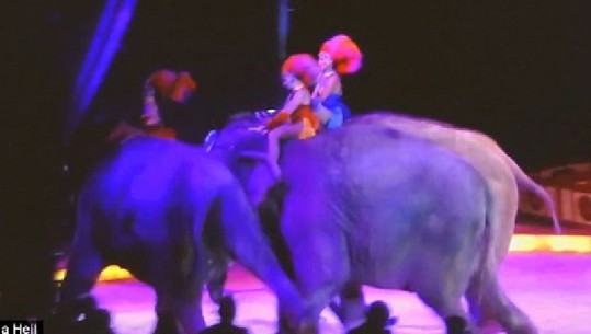 Spektatorët ‘pjesë e shfaqjes’, elefanti rrëzohet mbi ta në një cirk në Gjermani/VIDEO