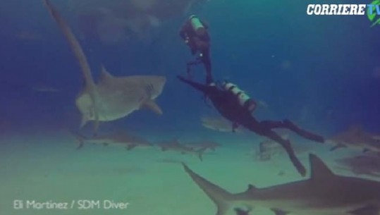 VIDEO/E pabesueshme 'heroi' i zhytjes shpëton nxënësin nga peshkaqeni