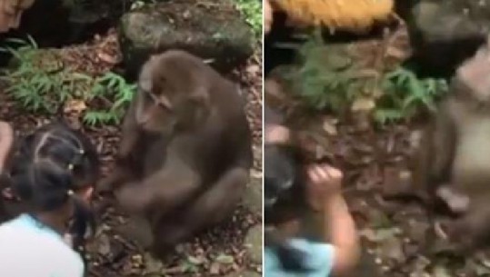 Vajza e vogël po e ushqente, majmuni e godet me grusht në fytyrë dhe e rrëzon nga shkallët (Video)