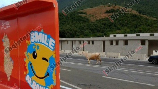 Sezoni turistik në Kukës, lopët u falin “buzëqeshje” vizitorëve/VIDEO