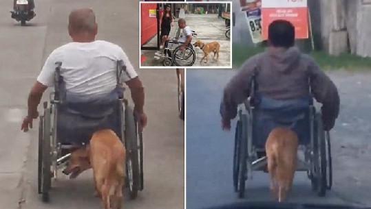 Momente prekëse, ja çfarë bën qeni “hero” për pronarin e tij invalid/ VIDEO