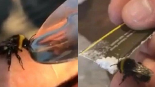 Djali filmon veten duke droguar një bletë, reagimi i saj është befasues