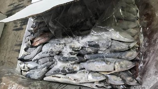 Kapet në Holandë mbi 1 ton kokainë e fshehur mes peshkut, arrestohen disa shqiptarë