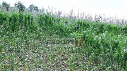 Breshëri shkatërron të mbjellat në Elbasan  Fermerët: Kërkojmë kompensim të dëmeve