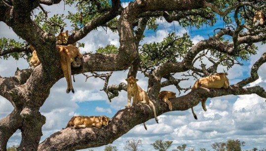 Pamje të rralla, i nxehti afrikan kap luanët në Tanzani, bishat kërkojnë “shpëtim” mes pemëve (Foto)
