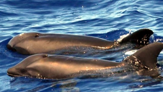 Gjysmë balenë, gjysmë delfin, zbulohet krijesa e pazakontë që surprizoi shkencëtarët 