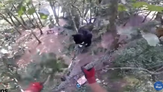 U ngjit në pemë për ta shpëtuar, burri gërvishtet nga macja/ Video