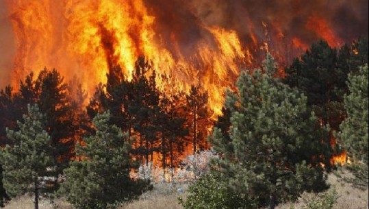 IGJEUM ngre alarmin: Shkodra, Dibra, Korça dhe Gjirokastra të rrezikuara nga zjarret në pyje