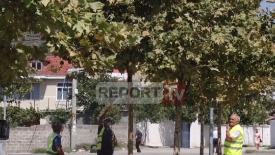 Parazitët dëmtojnë pemët dekorative në Elbasan, qytetarët: Ka rrezik infektimi 