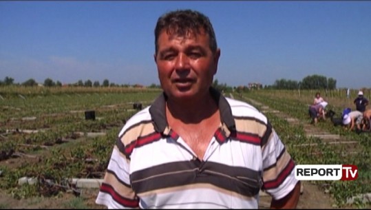 Lushnje/ Stuhia shkatërron mbi 70 hektarë vreshta, fermeri: Jam plak pensionist, iku rrushi im për 20 minuta