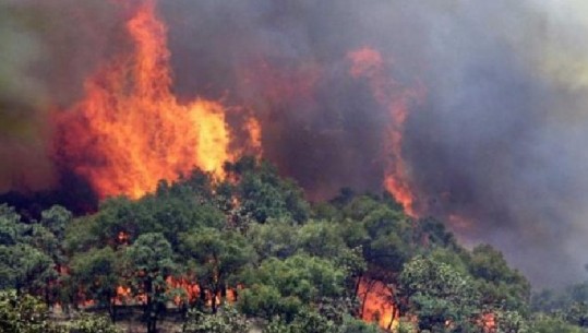 Sërish panik në Greqi/ Shpërthen zjarri në Amaliada Ilias, evakuohen fshatrat përreth