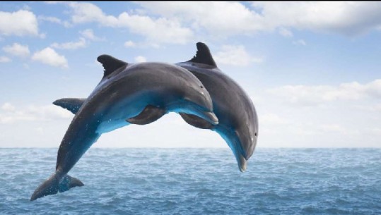 Pamjet mahnitëse në Durrës, delfinët dhurojnë spektakël (Video)