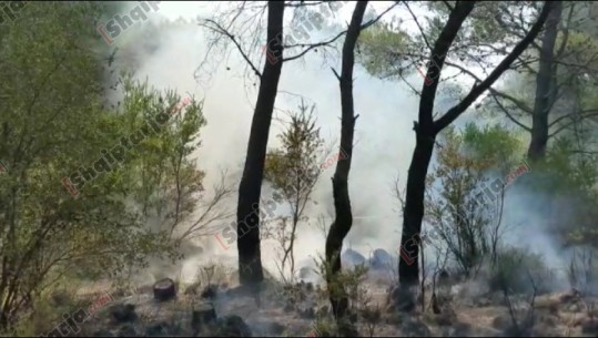 Vijon zjarri në pyllin e Semanit, digjet një pjesë e kurorës së pishave