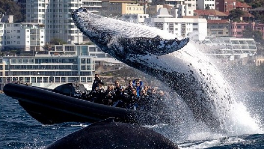 Sidney, balena gjigande dhuron shfaqje spektakolare për turistët (VIDEO)