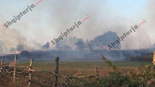 Bie zjarr në Velipojë në zonën e Pulajve