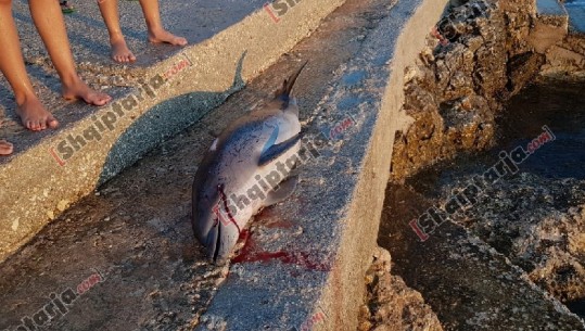 Një delfin i ngordhur shfaqet në breg të detit në Ksamil (VIDEO)