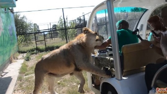  Rusi, po vizitonin parkun, turistët përballen me kafshën e 'përkëdhelur' (VIDEO) 