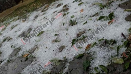 Shi dhe breshër, dëmtohen prodhimet bujqësore në Pogradec (FOTO)