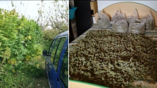 Kapet shqiptari në Itali, shërbente si “fermer”  i drogës, bimët e kanabisit të fshehura në mes të kumbullave (Emri)