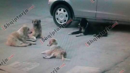 'Çmenden' qentë e rrugës në Fier, sulmojnë qytetarët, dy përfundojnë në spital me plagë nga kafshimet