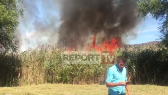 Velipojë, zjarr në një kallamishte në fshatin Ças, rrezikohet kurora e gjelbër (VIDEO)