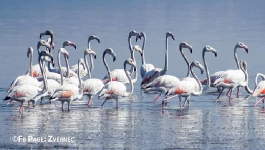 Pas lagunës së Karavastasë, flamingot rikthehen edhe në Lagunën e Nartës (Foto)