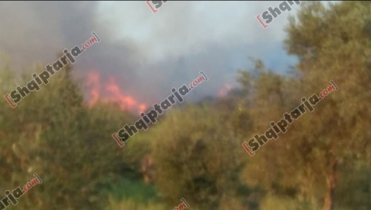 Fier/ Zjarr i madh në kodrat me ullishte në Levan, helikopteri shkon për të shuar flakët